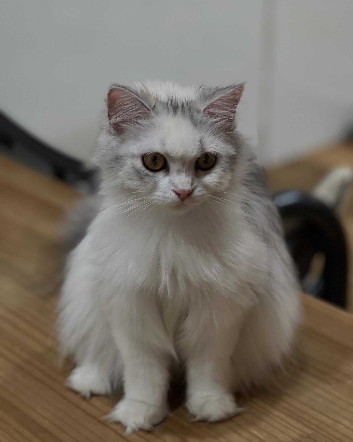 カフェに、スコティッシュフォールドの