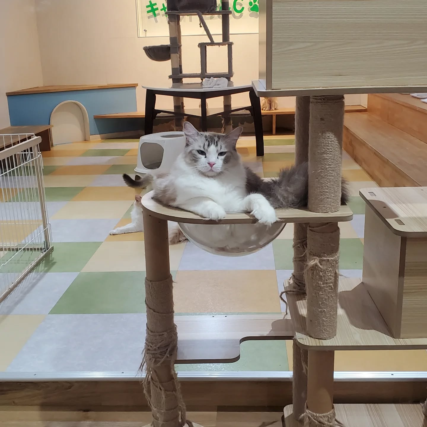 【看板猫ジェラトーニ🐈‍⬛に会えるカフェ】