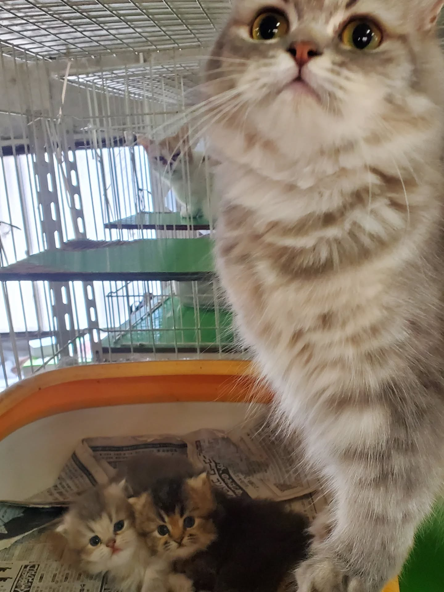 本日の主役は、現在産休中！うちの看板猫「リムル」ちゃん🐱