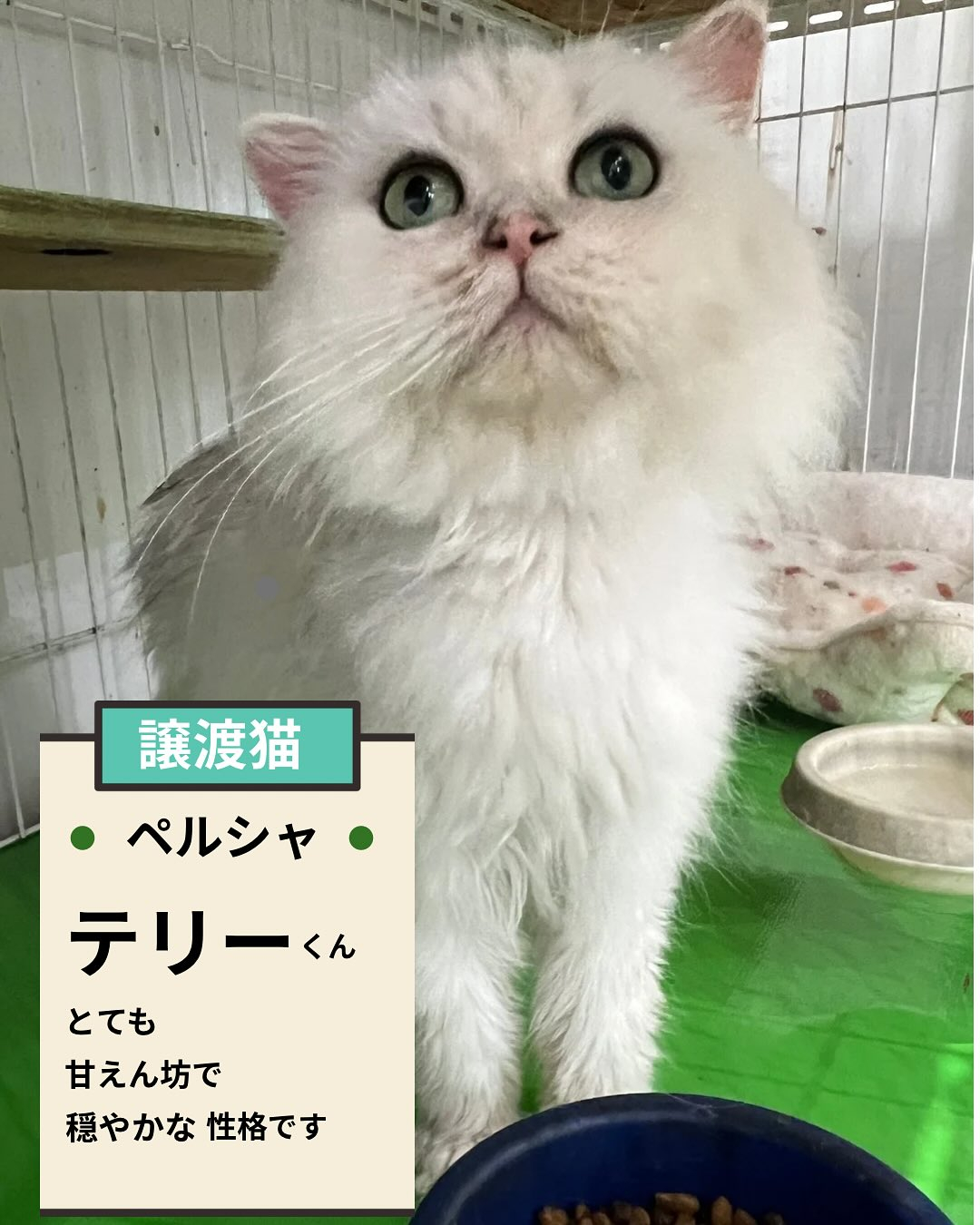 🌸新しい家族を探している猫ちゃんのご紹介🌸