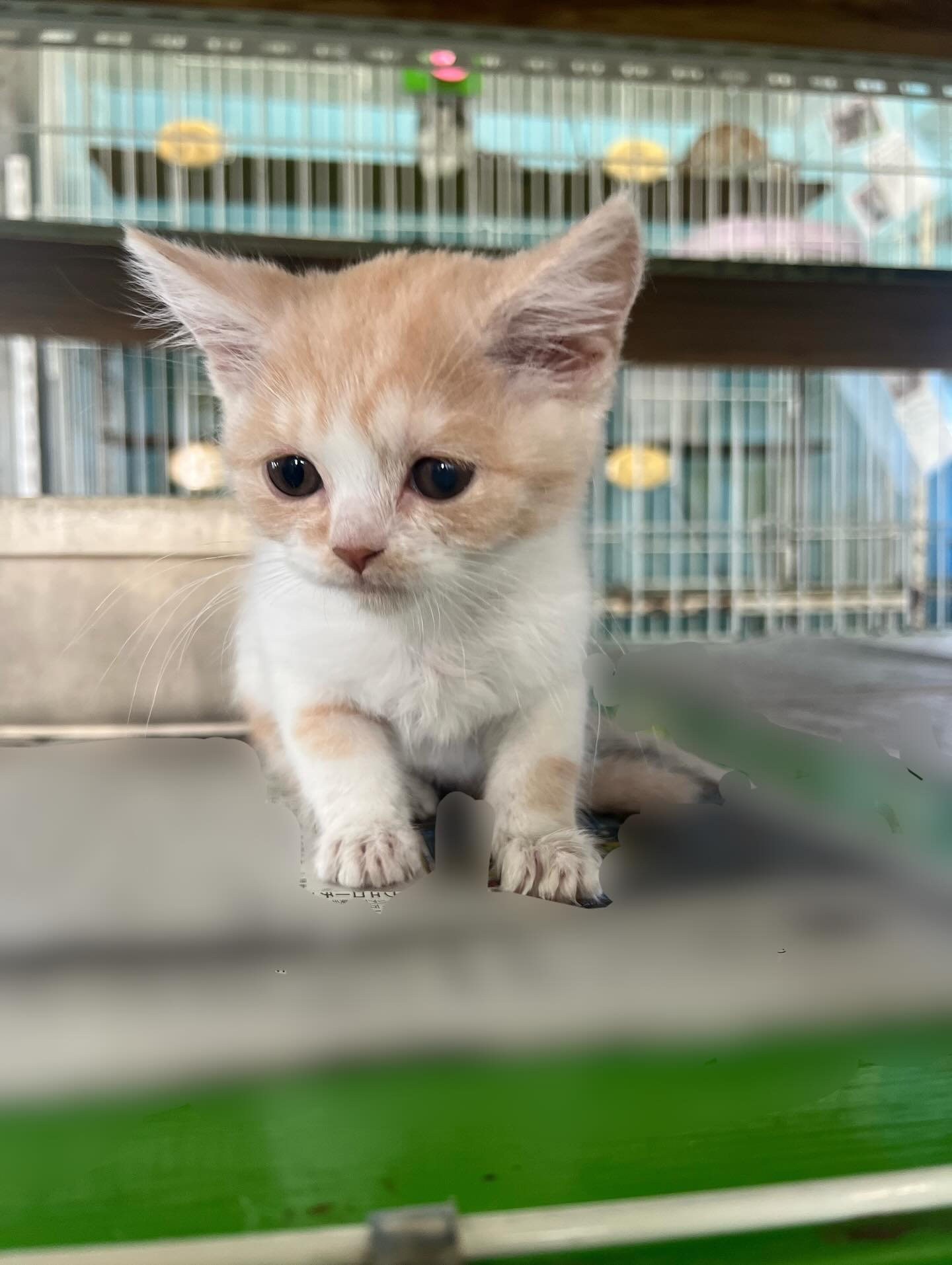 🐾譲渡猫ちゃんのご紹介🐾