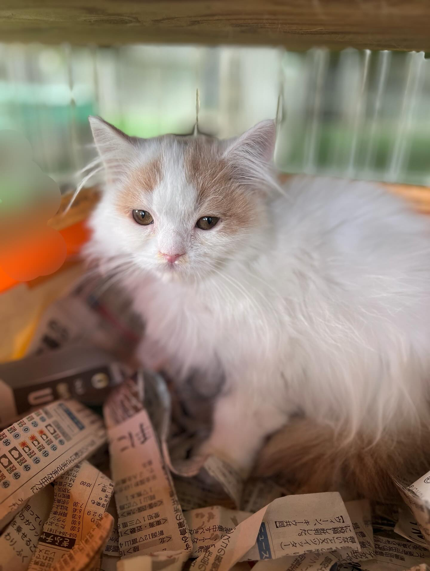 🐾譲渡猫ちゃんのご紹介🐾
