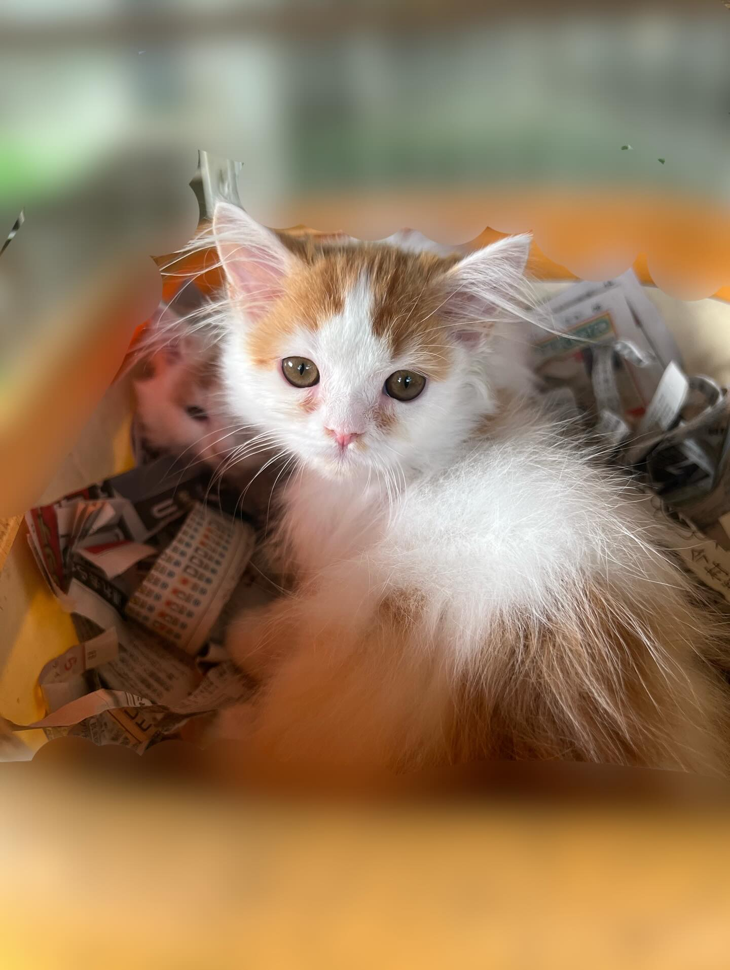 🐾譲渡猫ちゃんのご紹介🐾