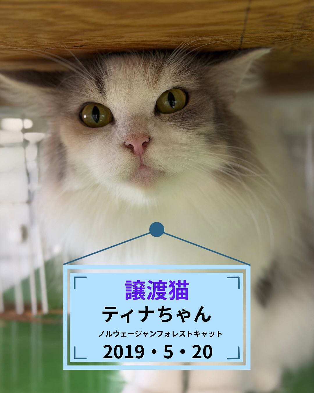 [譲渡猫ちゃんのお知らせ]