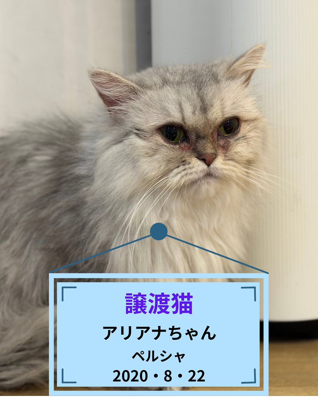 [譲渡猫ちゃんのお知らせ]