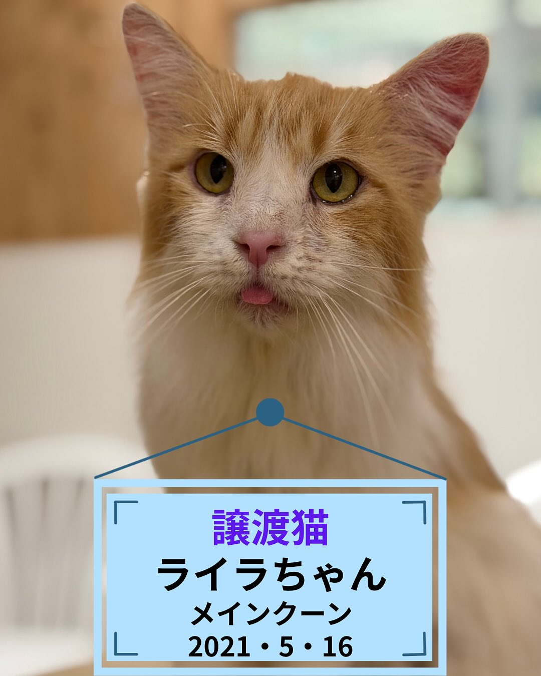 [譲渡猫ちゃんのお知らせ]