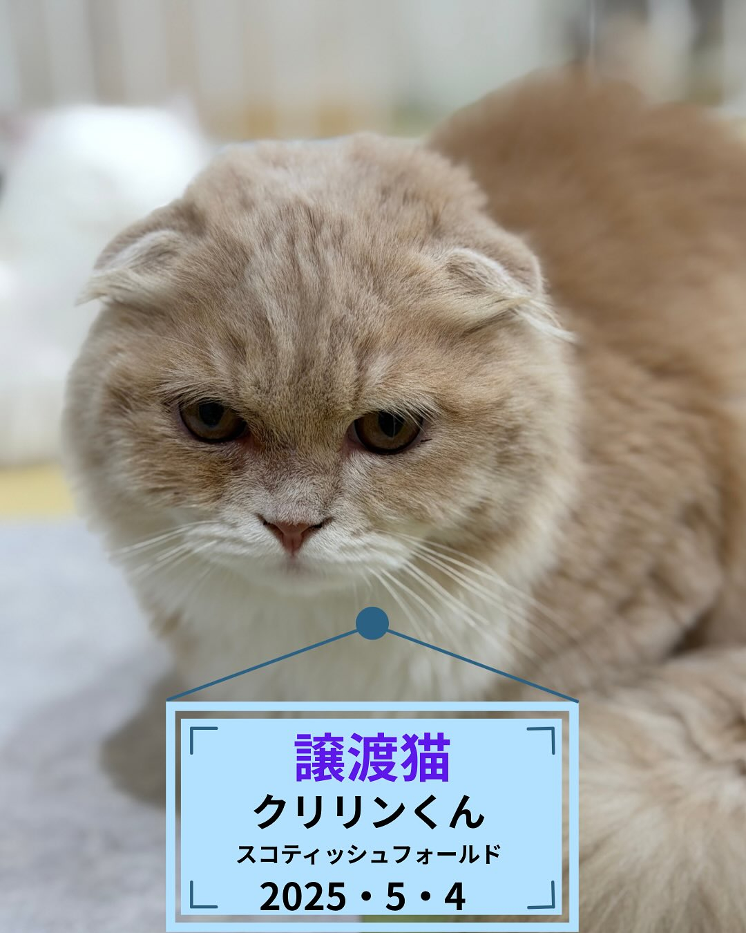 [譲渡猫ちゃんのお知らせ]