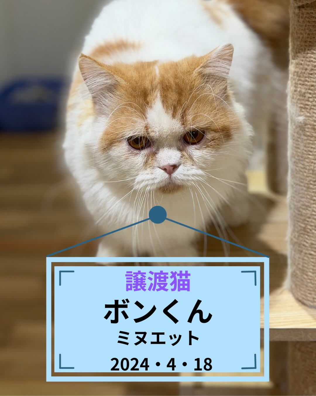 🐱🤍 里親様募集中 🤍🐱