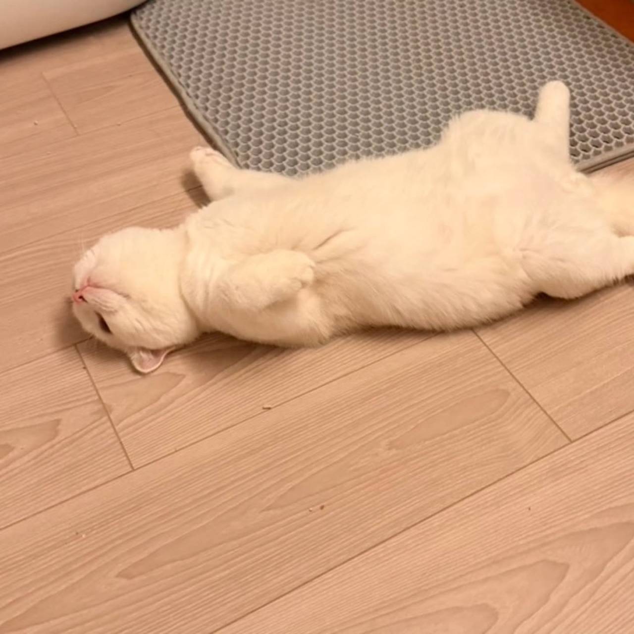 🐾 こよりくん、元気に成長中です🐾