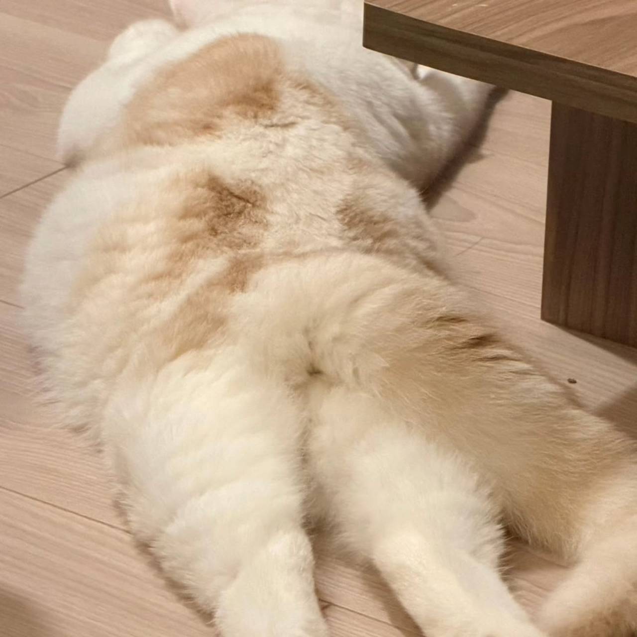 🐾 こよりくん、元気に成長中です🐾