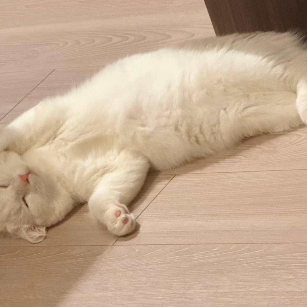 🐾 こよりくん、元気に成長中です🐾