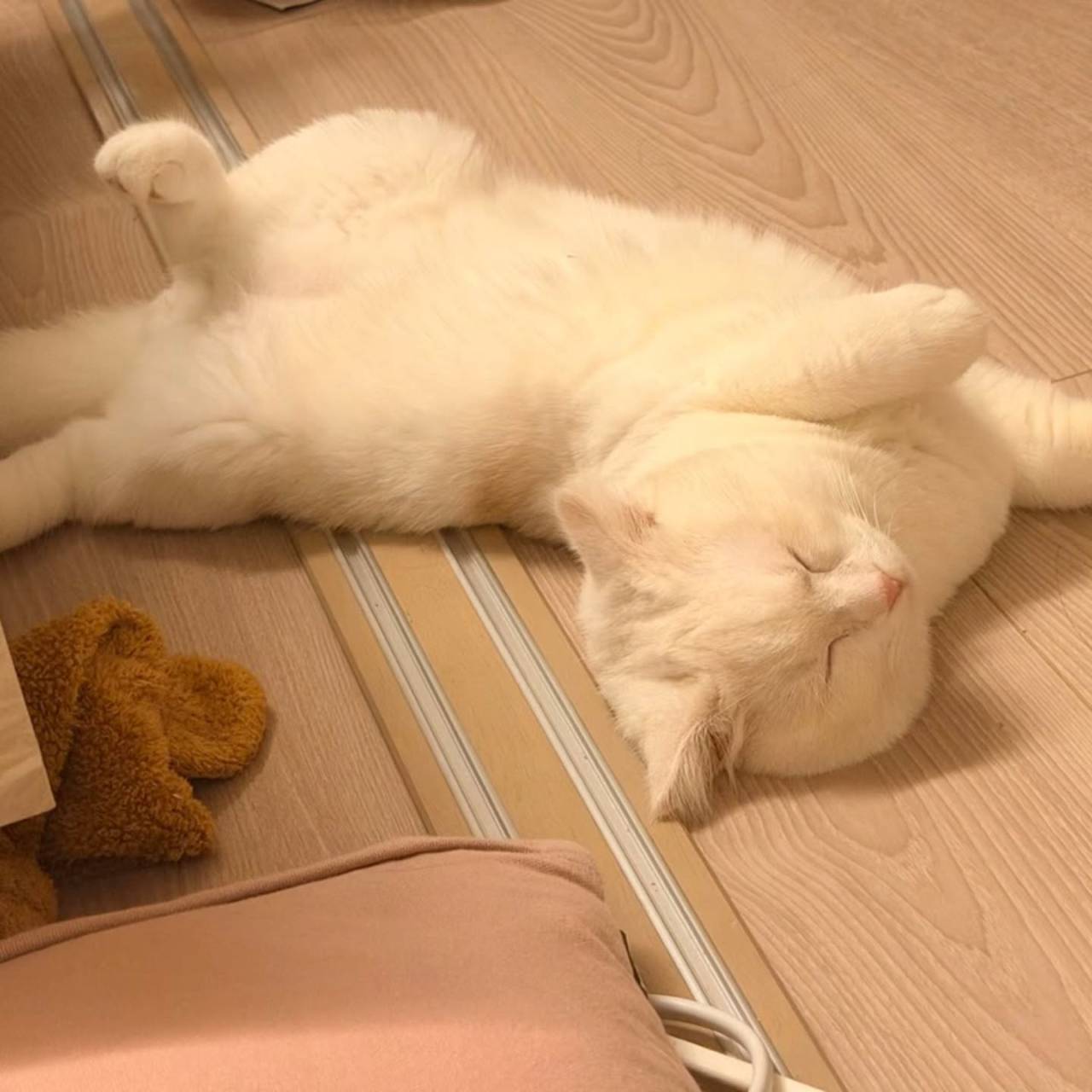 🐾 こよりくん、元気に成長中です🐾
