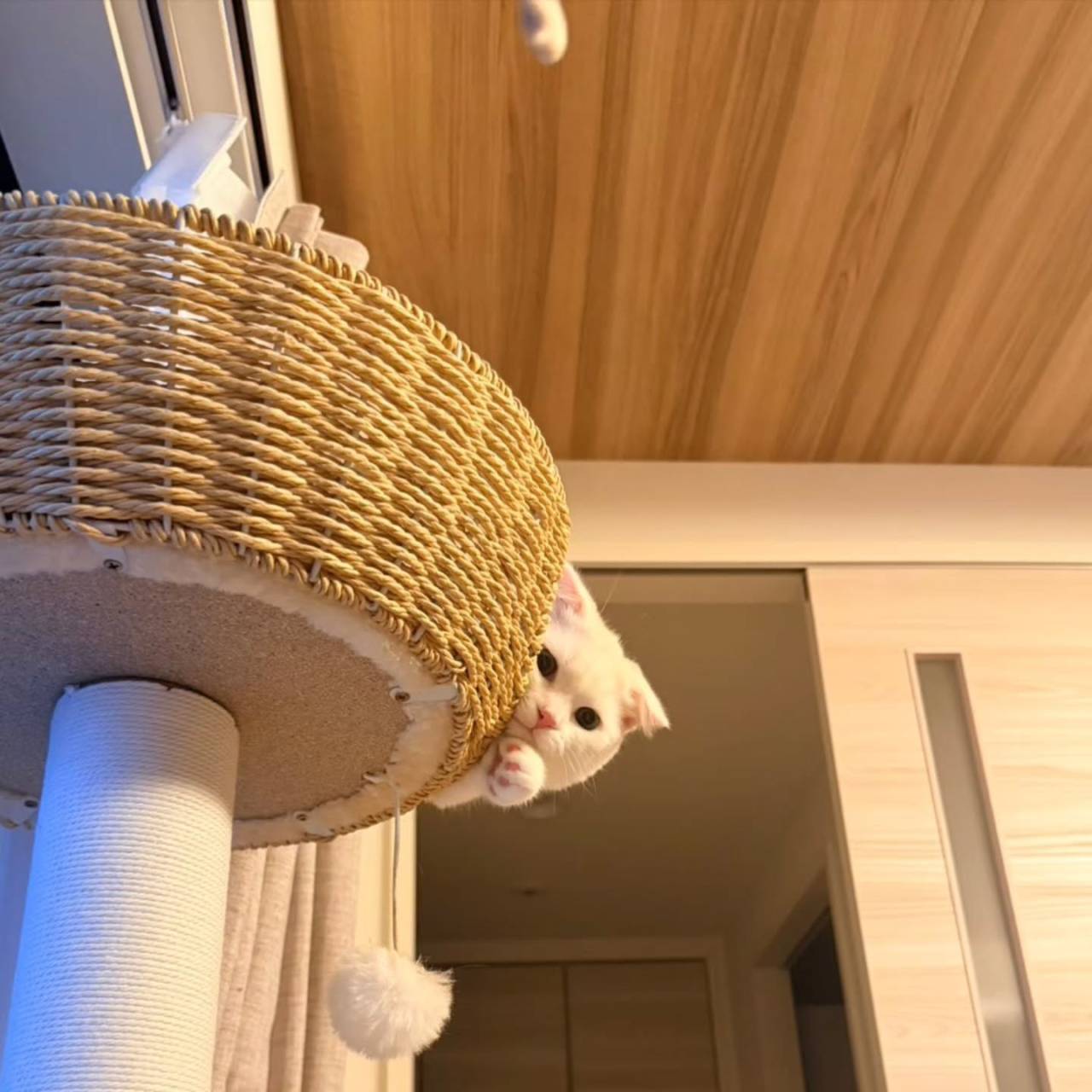 🐾 こよりくん、元気に成長中です🐾