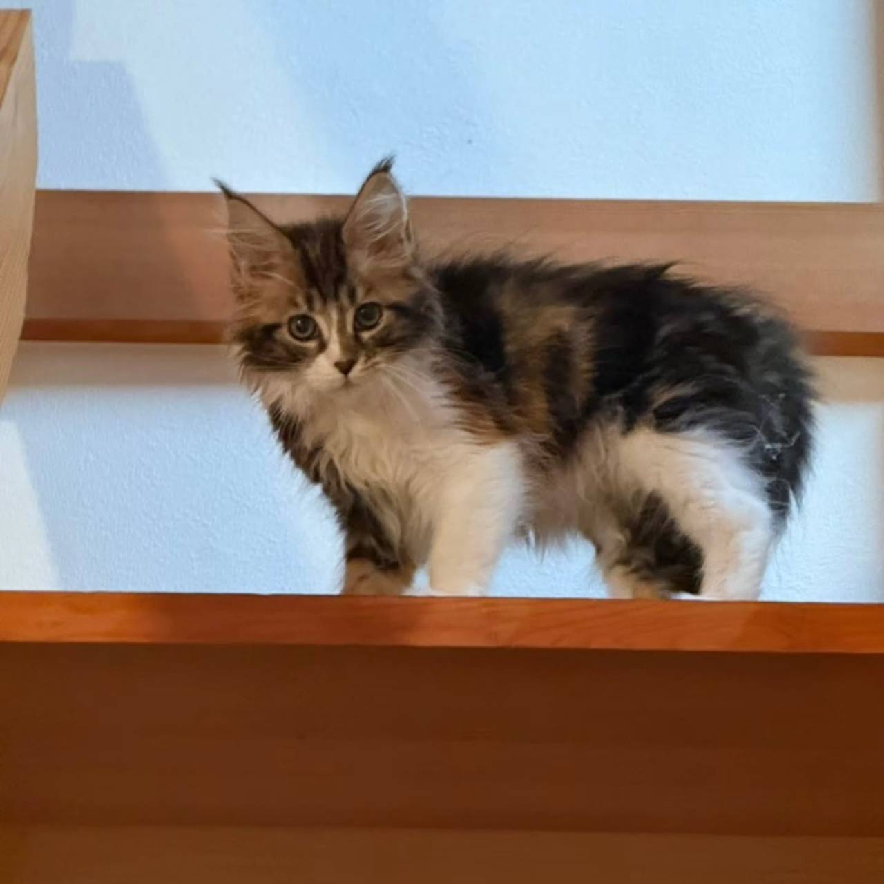 🐾🤎🐱ミコちゃんの成長便り 🐱🐾