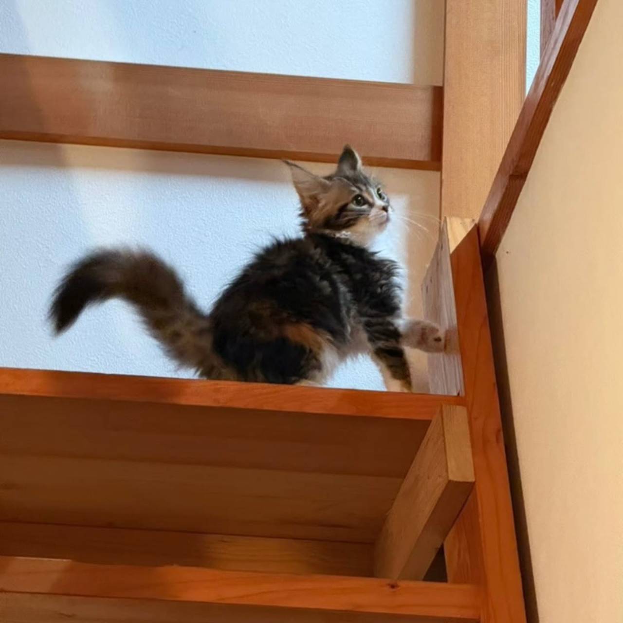 🐾🤎🐱ミコちゃんの成長便り 🐱🐾