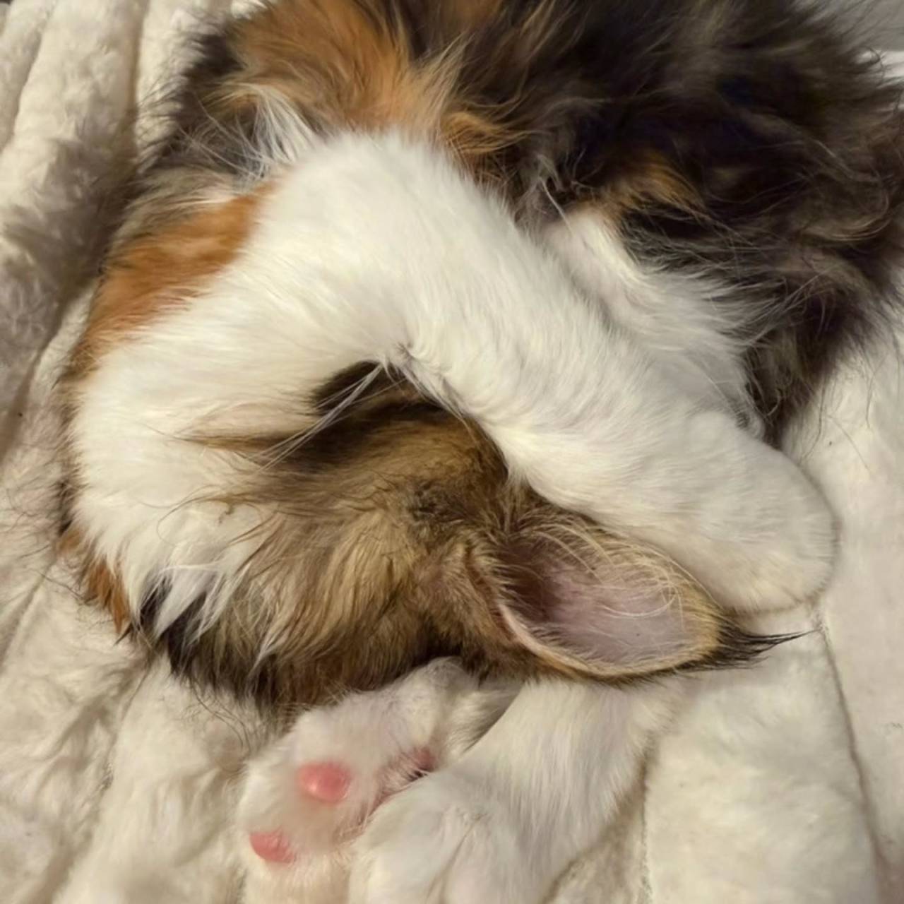 🐾🤎🐱ミコちゃんの成長便り 🐱🐾