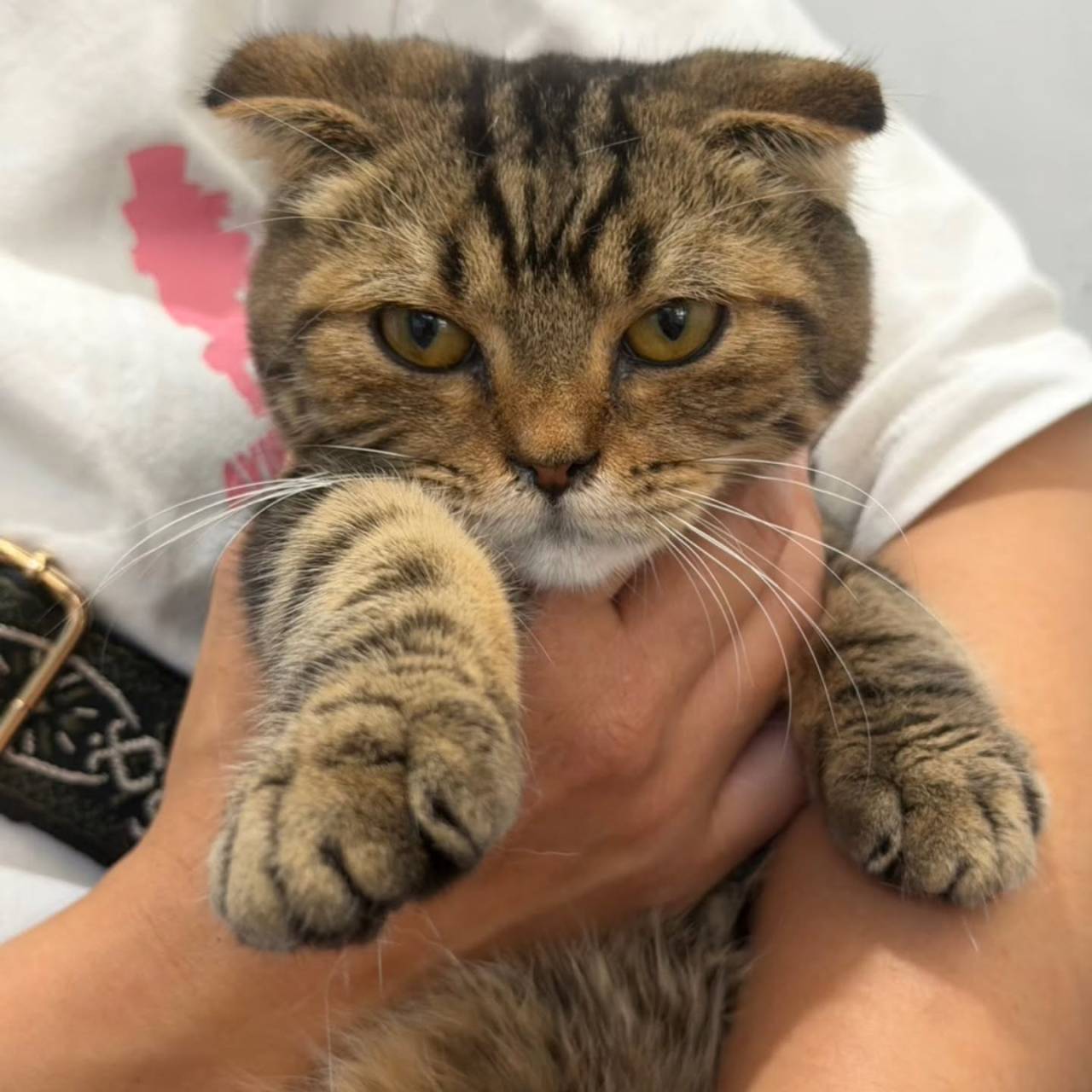 🐾🌸 リミちゃん、ダンくん素敵なご縁が決まりました 🌸🐾