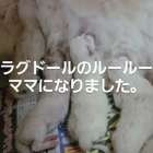 いつも穏やかでマイペースなルールーちゃん。