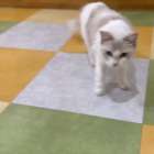 🐾💕アンコちゃん、おかえりなさい💕
