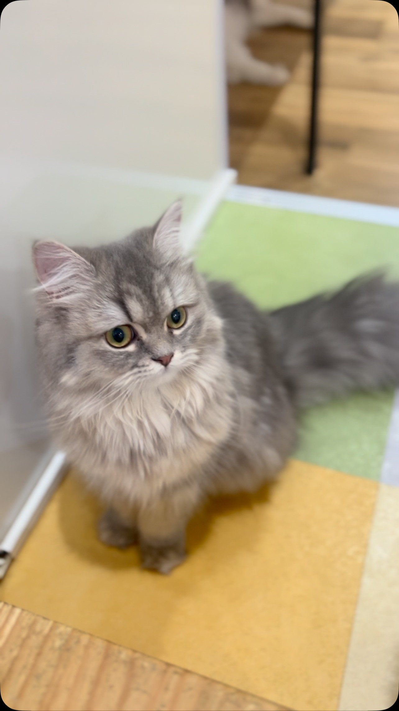 今日も、たくさんの猫スタッフがお客様のご来店をお待ちしていま...