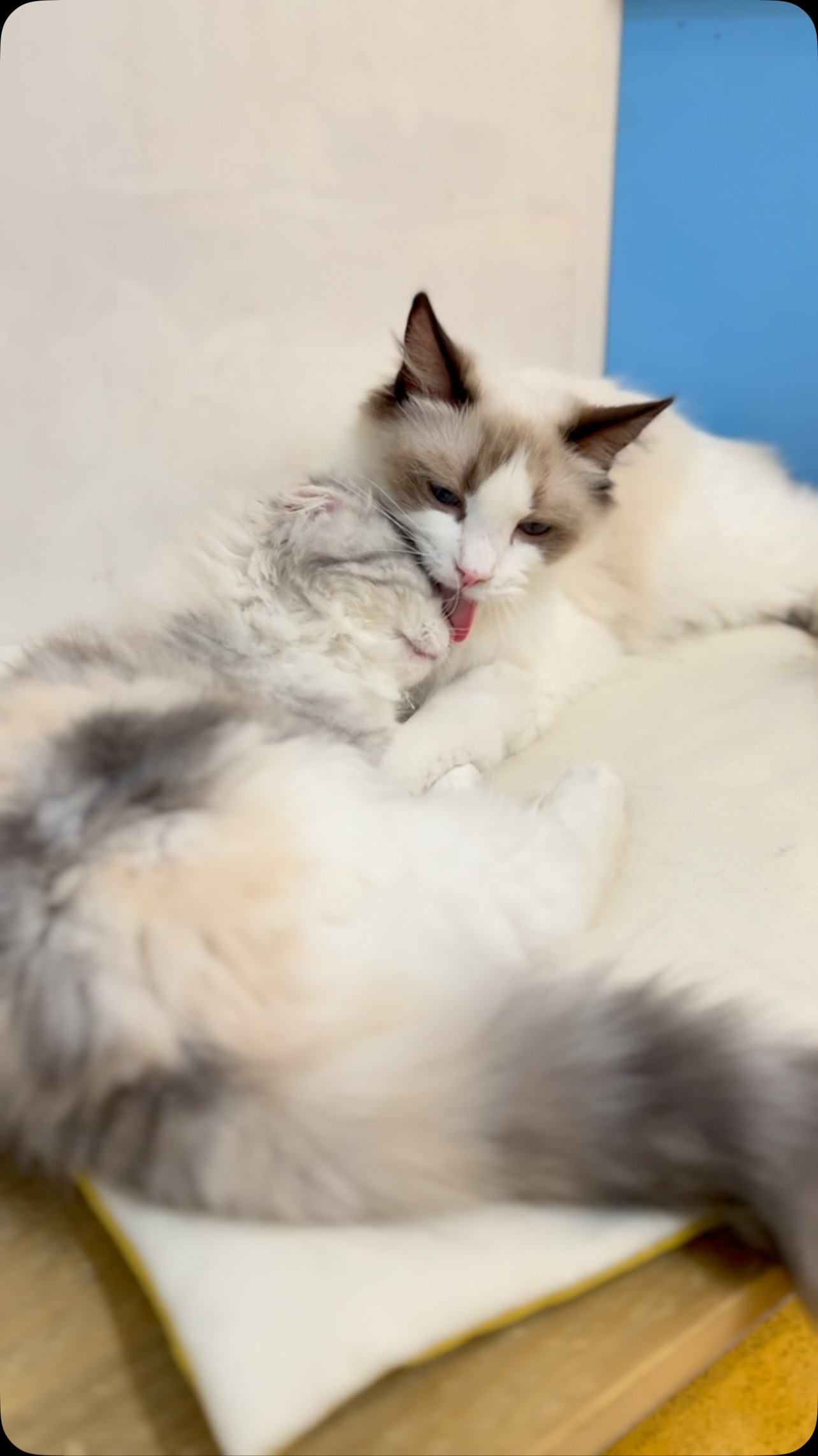 可愛い猫ちゃんに癒されたいなら、