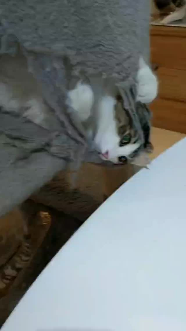 ノルウェージャンフォレストキャットの