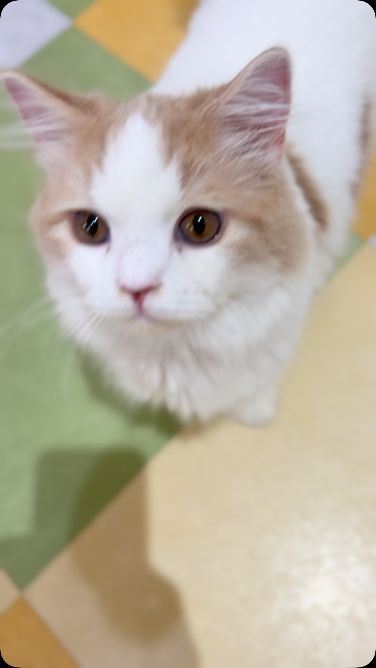 スコティッシュフォールドの男の子
