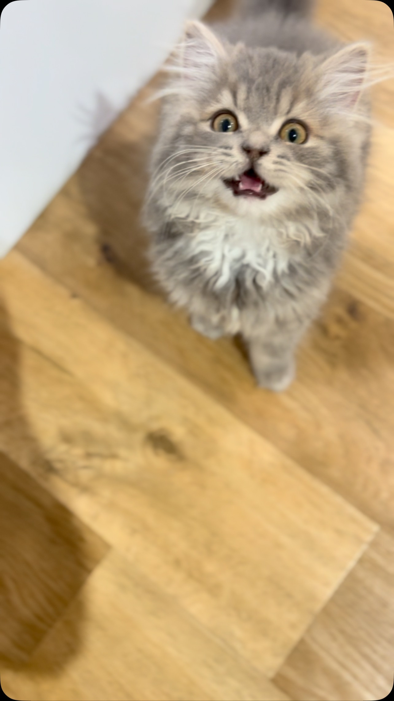 本日も、可愛い子猫ちゃん達がお客様のご来店をお待ちしておりま...