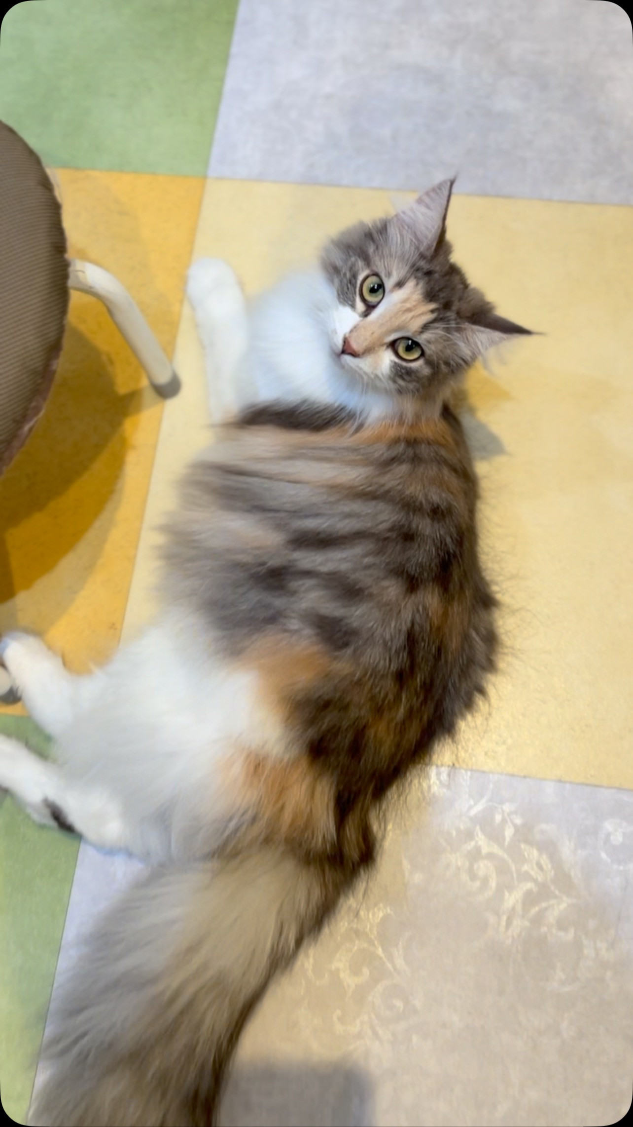 今日も、可愛い猫スタッフがお客様のご来店をお待ちしております...