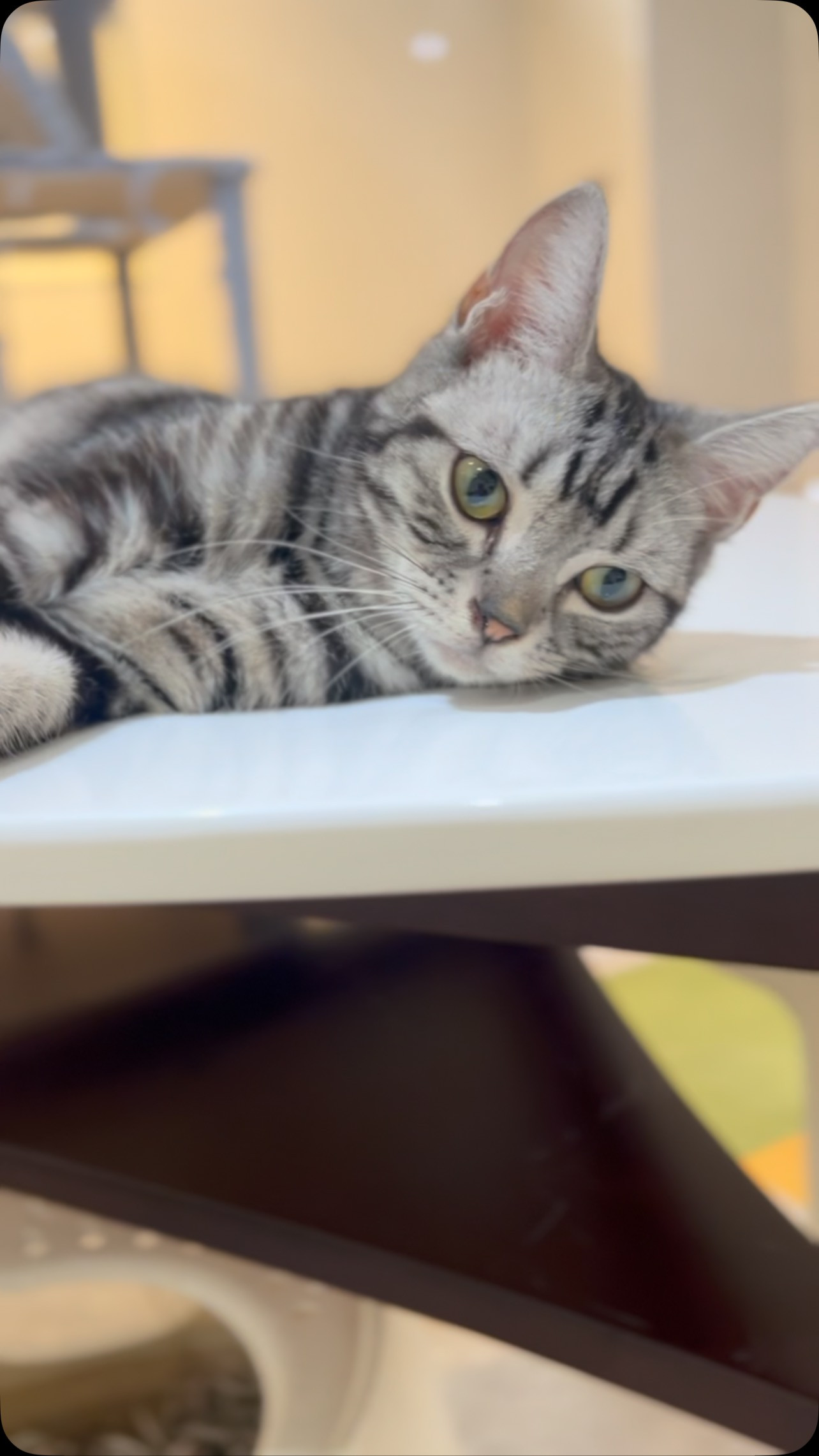 本日も、可愛い猫スタッフがお客様のご来店をお待ちしています😆
