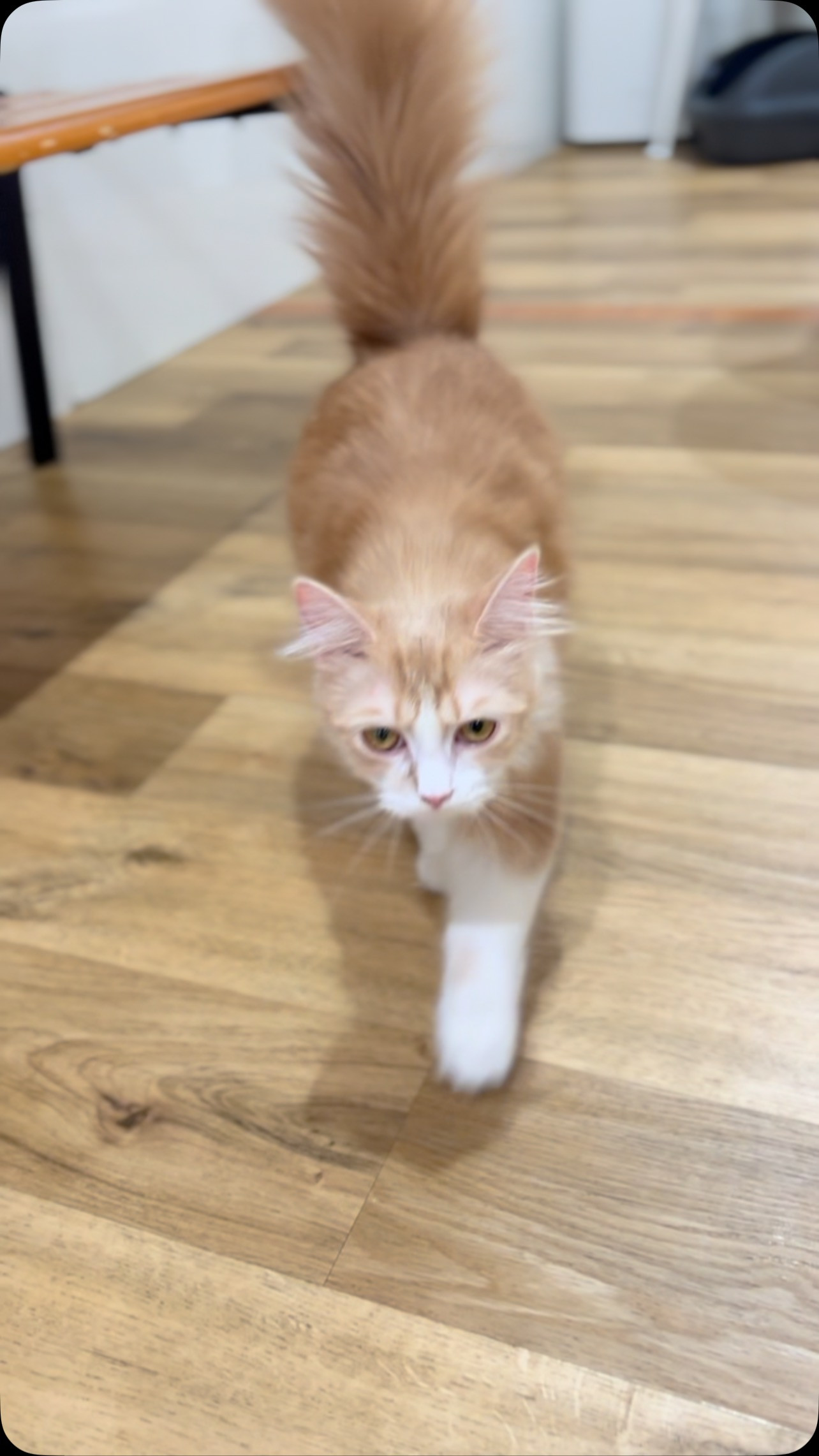 人が大好きな可愛い猫ちゃん達がいっぱいです💕