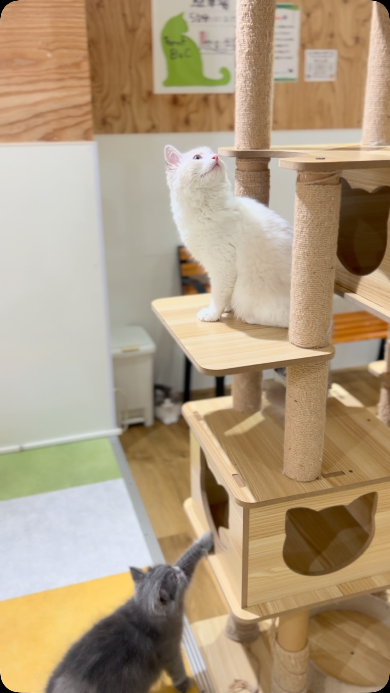 本日も、可愛い猫スタッフ達がお客様のご来店をお待ちしておりま...