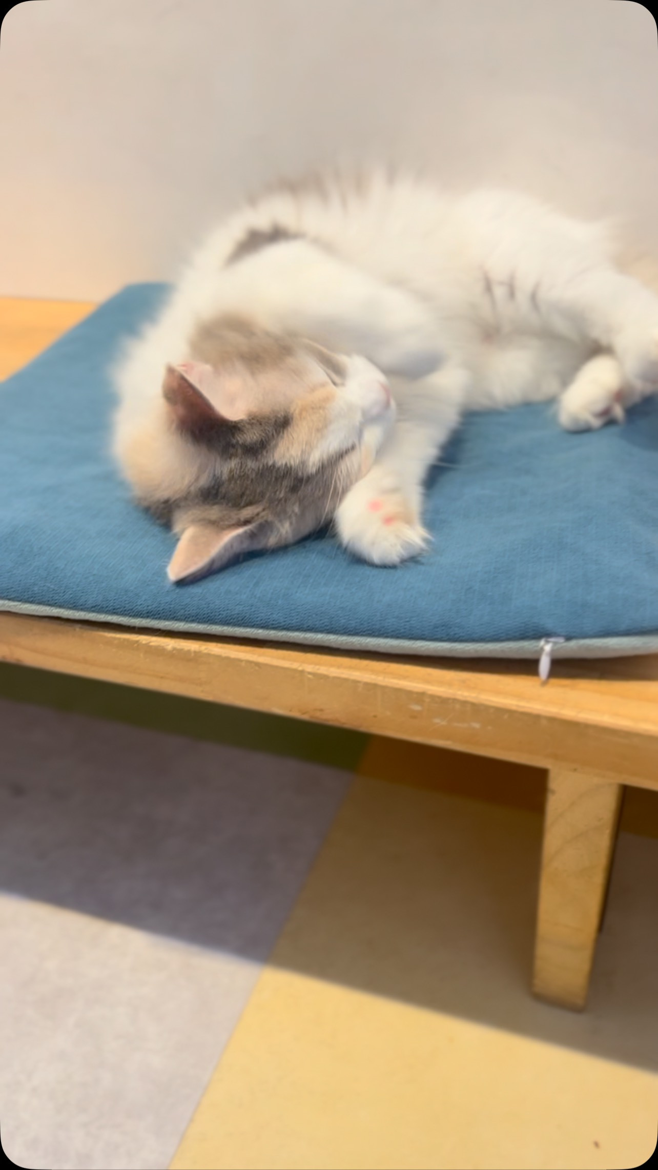 ノルウェージャンフォレストキャットの
