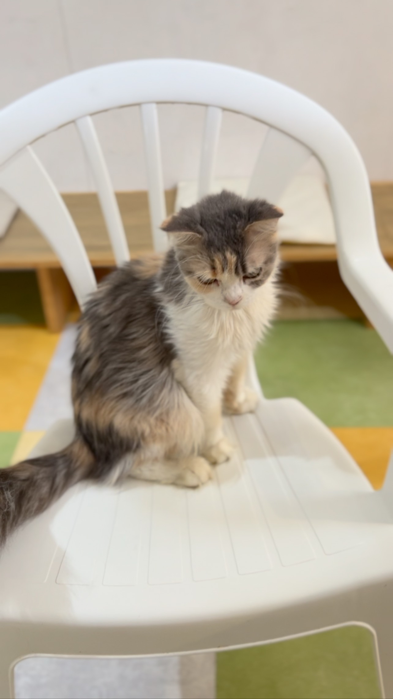 カフェにドナちゃんが戻ってきています🐈