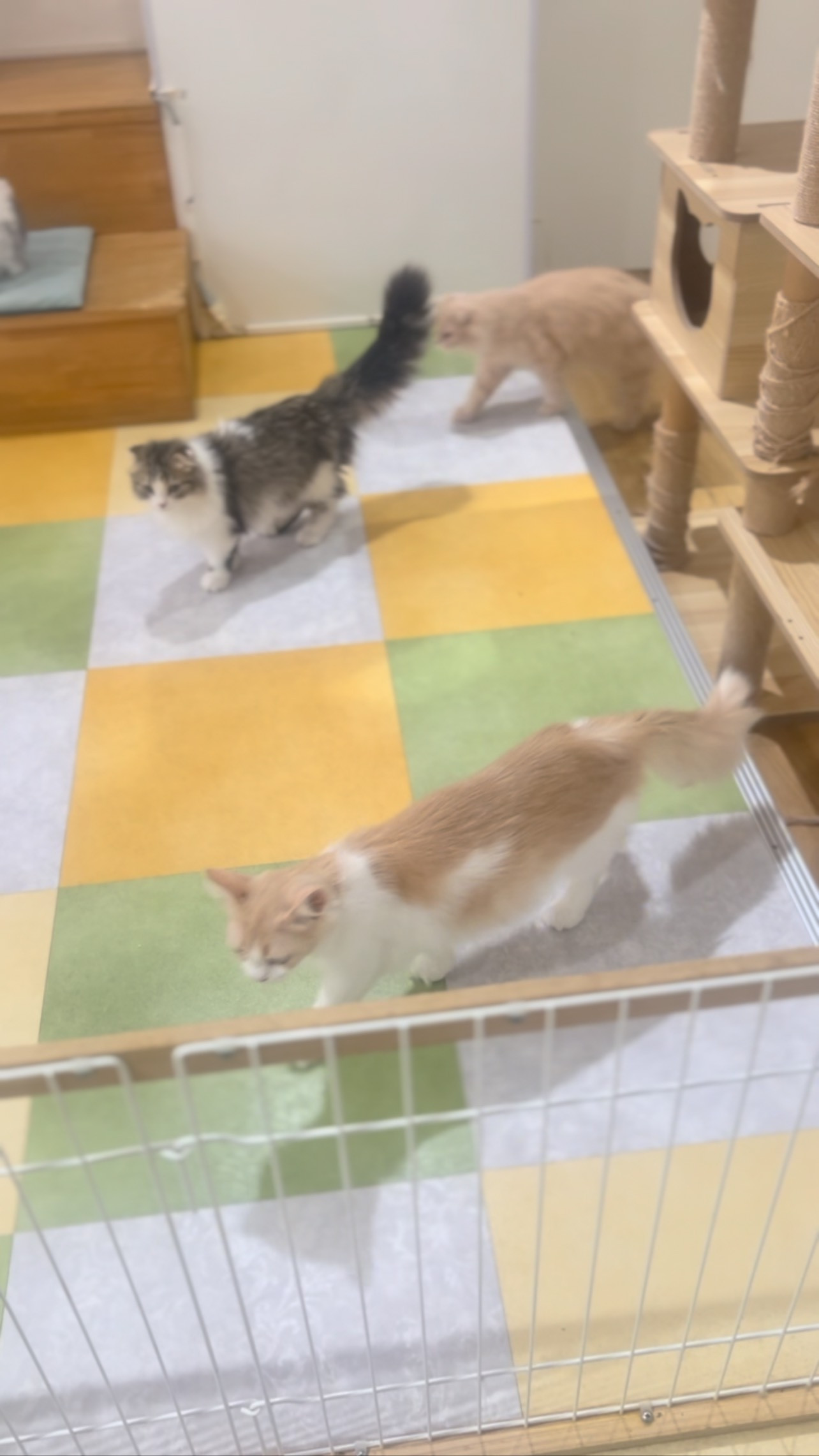 本日も、可愛い猫スタッフ達がお客様のご来店をお待ちしておりま...