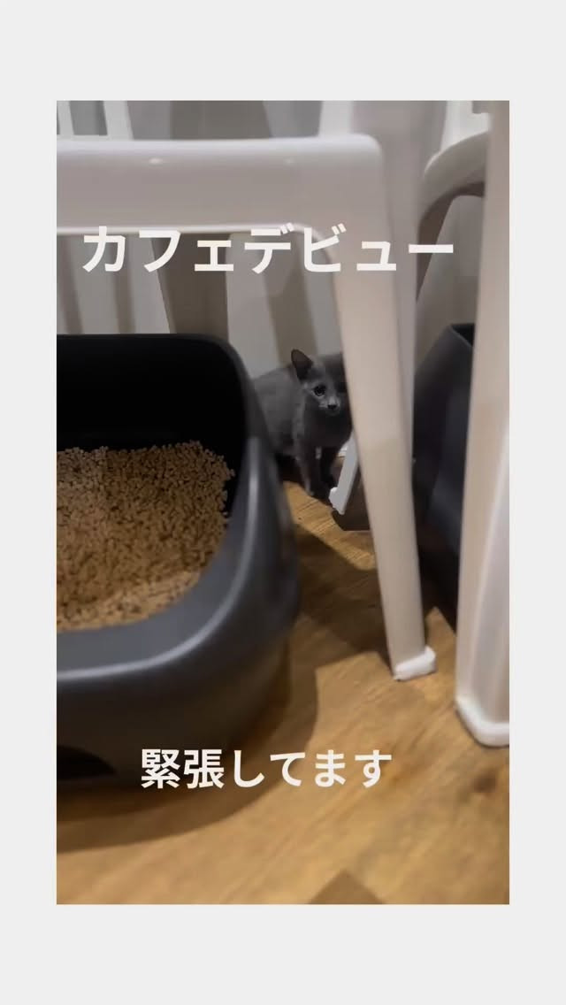 ロシアンブルーの女の子がカフェデビューしました