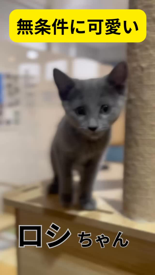 とっても、人懐っこくて可愛いロシちゃんとシリウスくん🐾