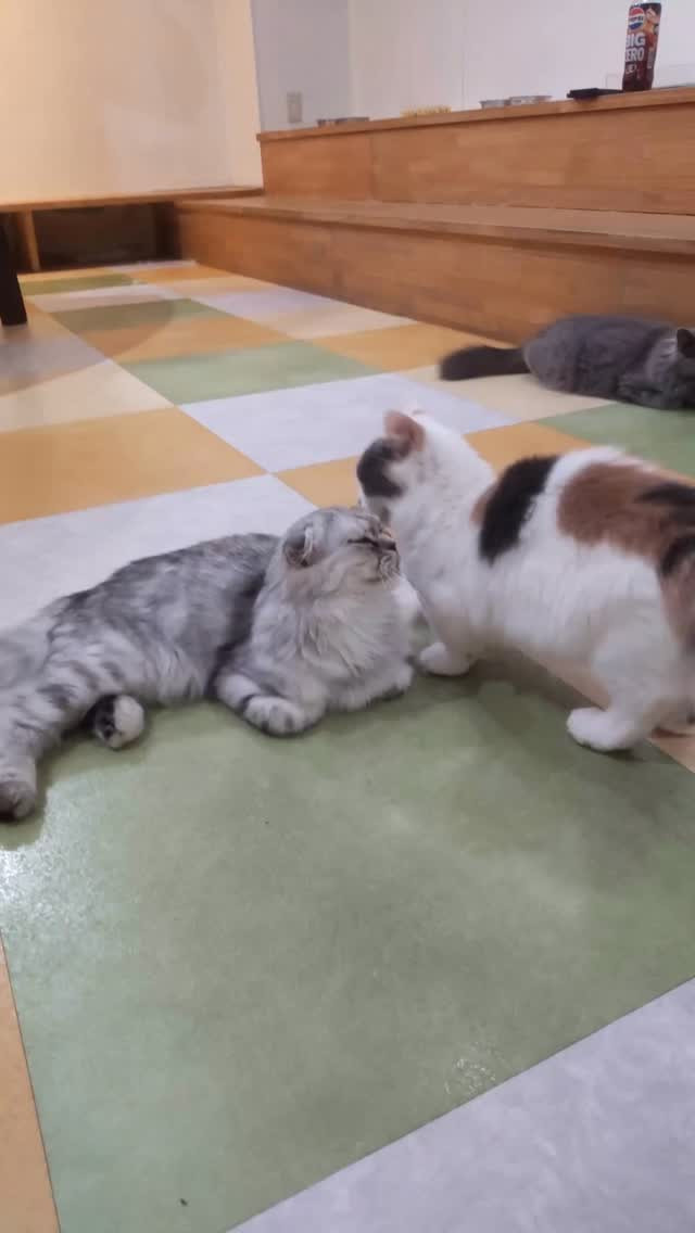 🐾 本日も可愛い猫スタッフがお客様のご来店をお待ちしています...