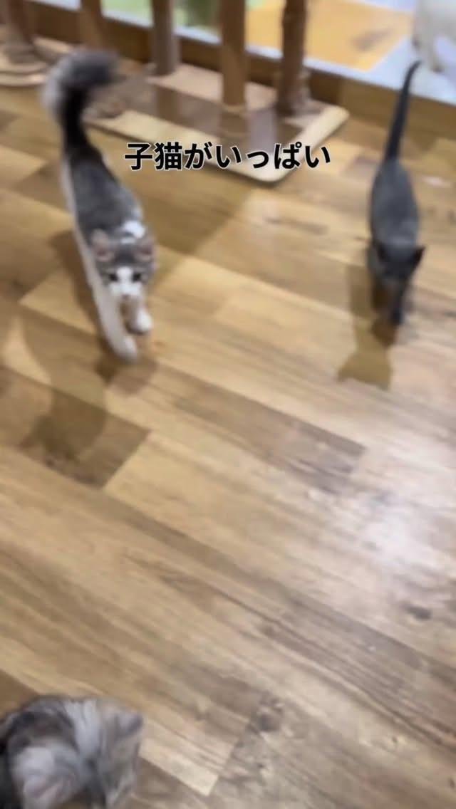 とっても可愛い猫スタッフがいっぱいいます🐈