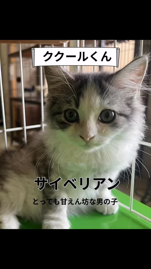 🐾4にゃんがカフェに戻ってきました🐾