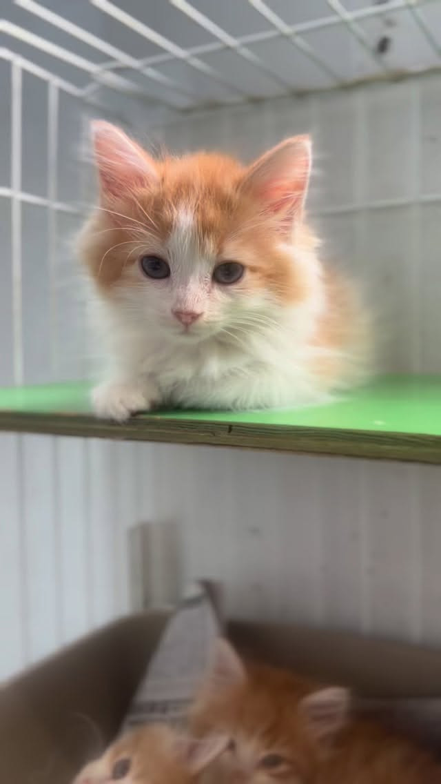 ノルウェージャンフォレストキャットの赤ちゃんがショールームデ...