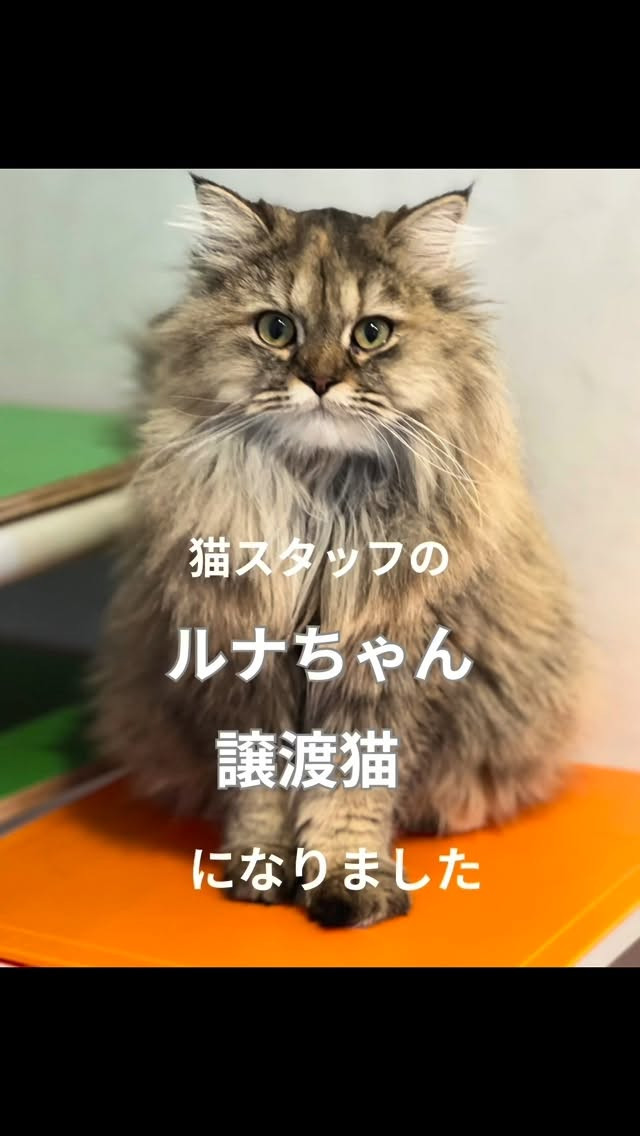 猫カフェスタッフ