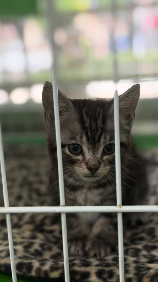 🐾 アメリカンショートヘアの赤ちゃん達がショールームに来てい...