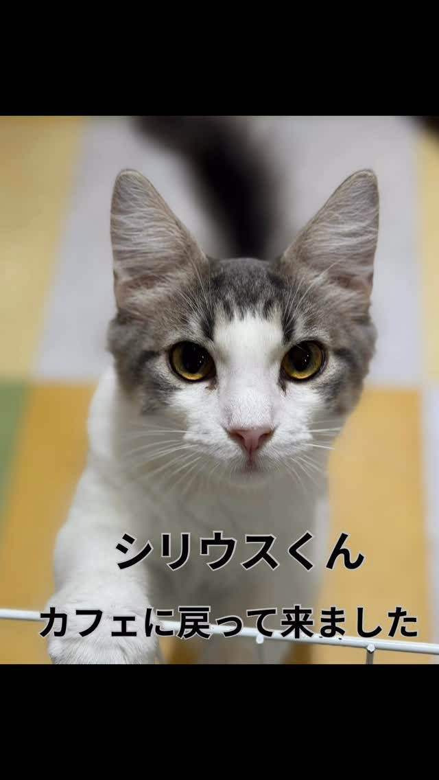 可愛いノルウェージャンフォレストキャットの「シリウスくん」が...