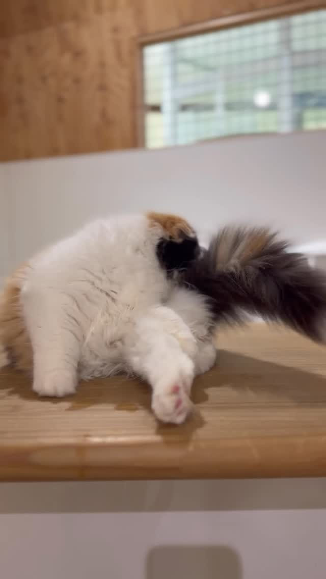 本日も可愛い猫スタッフがお客様のご来店をお待ちしております🐈...