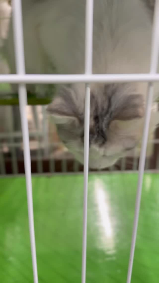 🐾 譲渡猫ちゃんのご紹介 🐾