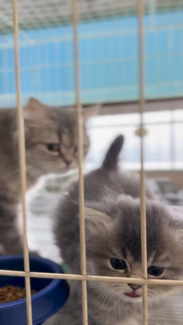 🩷 リムルちゃんの赤ちゃん、すくすく成長中🍼