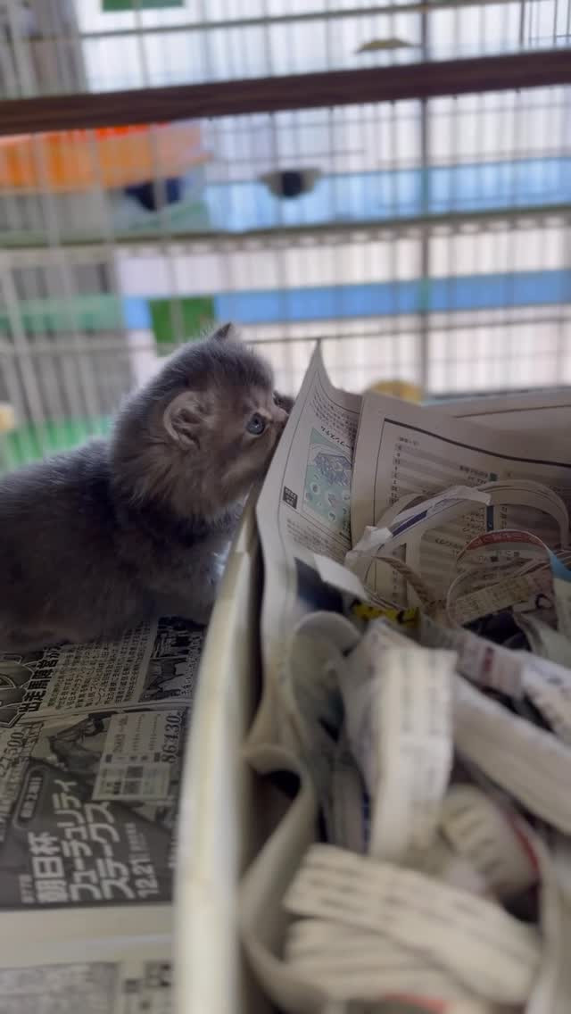 ミヌエットの赤ちゃんスクスクと可愛く育っています😆