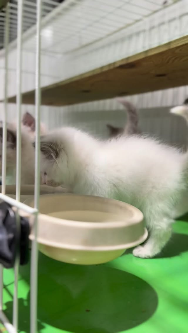 🤍ラグドールの赤ちゃんたち🤍