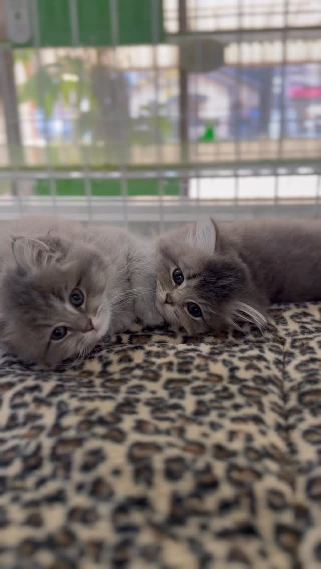 ミヌエットの赤ちゃんたち、ついにショールームデビューしました...